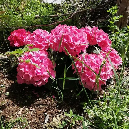 Il Paradiso Degli Dei 2 *