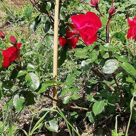 Il Paradiso Degli Dei 2