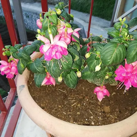 Il Paradiso Degli Dei 2 公寓 *