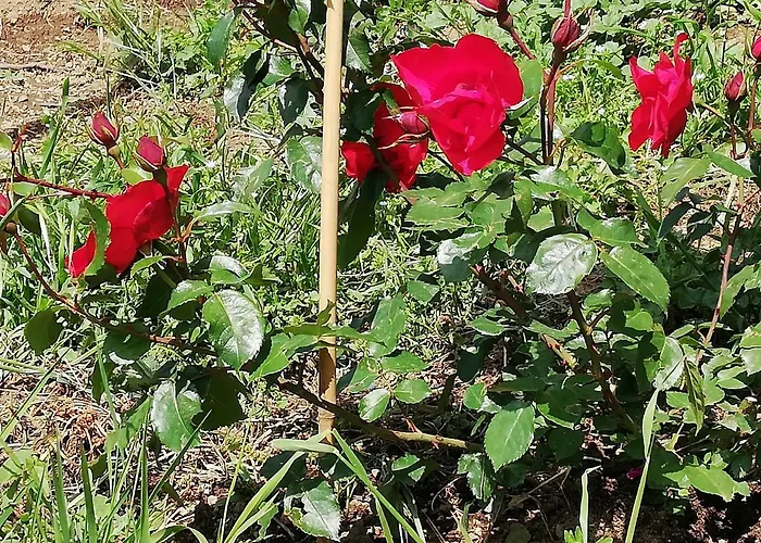 Il Paradiso Degli Dei 2