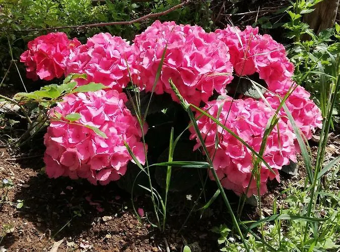 Il Paradiso Degli Dei 2 *